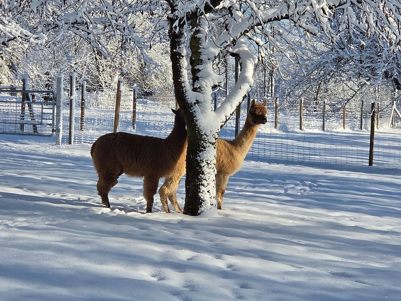 Genusshof Pingold - Spatzennest in Gräfenberg, Frankenalb