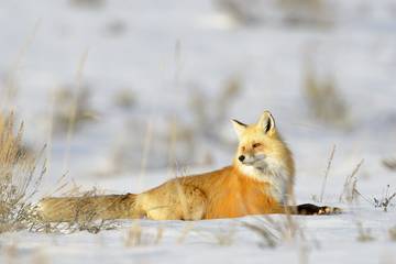 Natuurhuisje voor 6 Personen in Cooke City-Silver Gate, Custer Gallatin Nationaal Woud, Afbeelding 2
