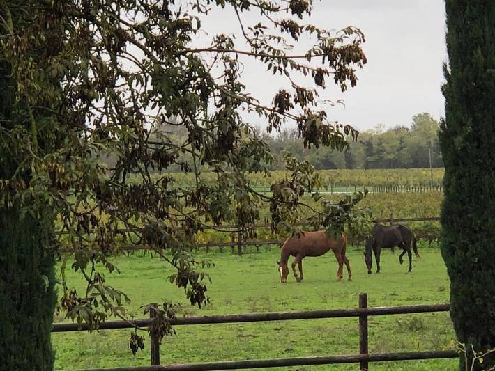 Location de vacances pour 4 personnes, avec jardin et vue à Saint-Seurin-de-Cadourne - 3