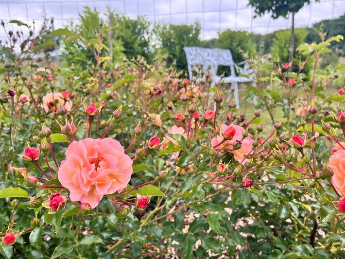 Manor in the Countryside: An Exceptional Stay Amidst Nature, History, and Warmth in Cellettes, Blois region
