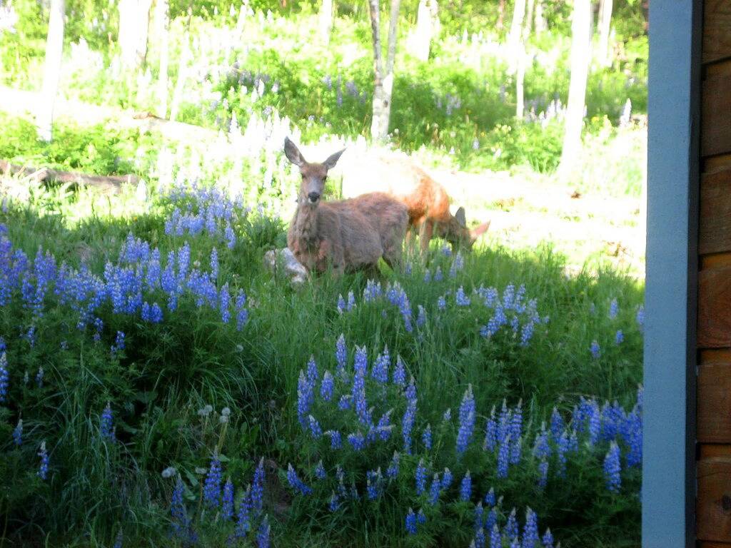 Ganze Wohnung, Bester Wert !! Schneller Spaziergang zu den Skiliften und zur saisonalen kostenlosen Chondola !! in Mountain Village, Telluride Ski Resort