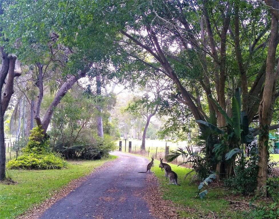 Lake Weyba Noosa Lodge & freundliche Kängurus in Peregian Beach, Noosa