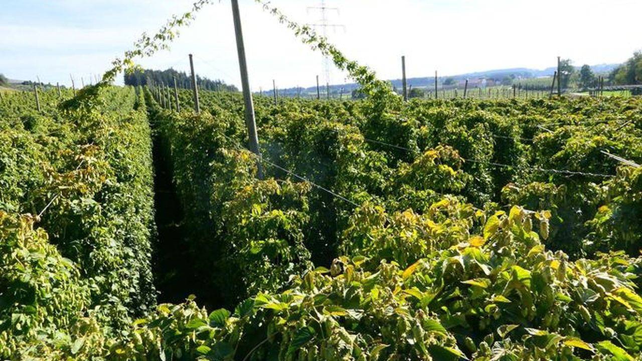 Ganze Ferienwohnung, Ferienwohnung für 6 Personen (92 m²) in Bodnegg in Bodnegg, Region Bodensee-Oberschwaben