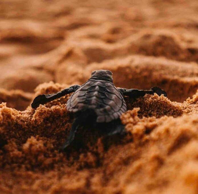 Location de vacances pour 2 personnes, avec terrasse dans Plage de Montabo - 4