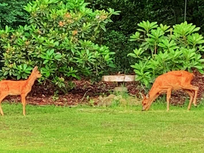 Ferienhaus für 4 Personen, mit Terrasse und Garten, mit Haustier in Arrild - 3