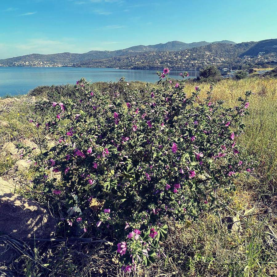 Appartement entier, Perdika's Nest, family friendly house by the sea in Perdika, Égine