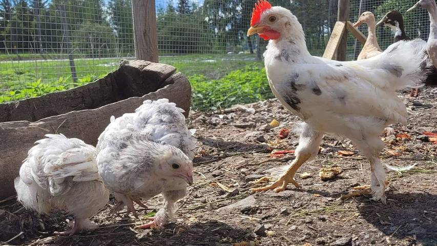 Ferienhaus für 5 Personen, mit Terrasse in Blekinge - 2