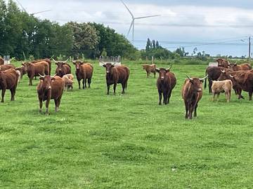 Location de vacances pour 9 personnes, avec jardin et vue, animaux acceptés à Cossé-le-Vivien