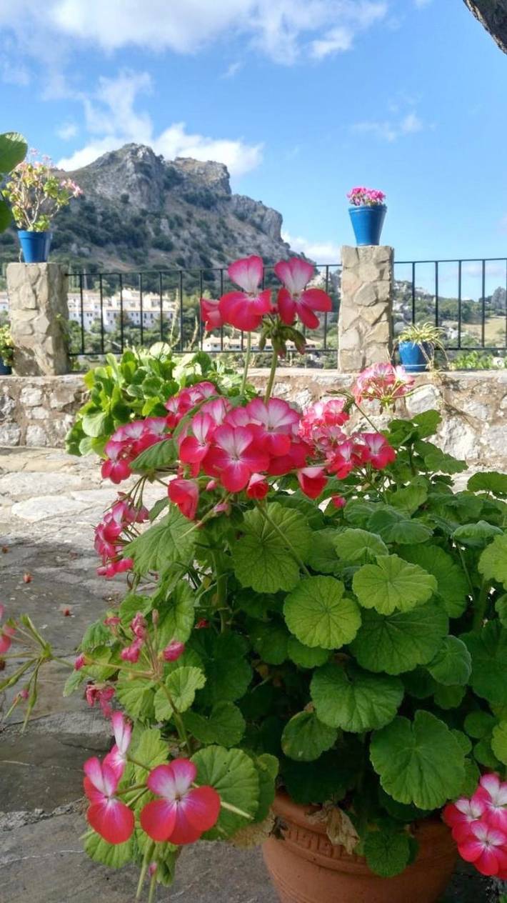 Casa rural para 8 personas, con Balcón y Terraza además de Jardín y Vistas en Grazalema - 4