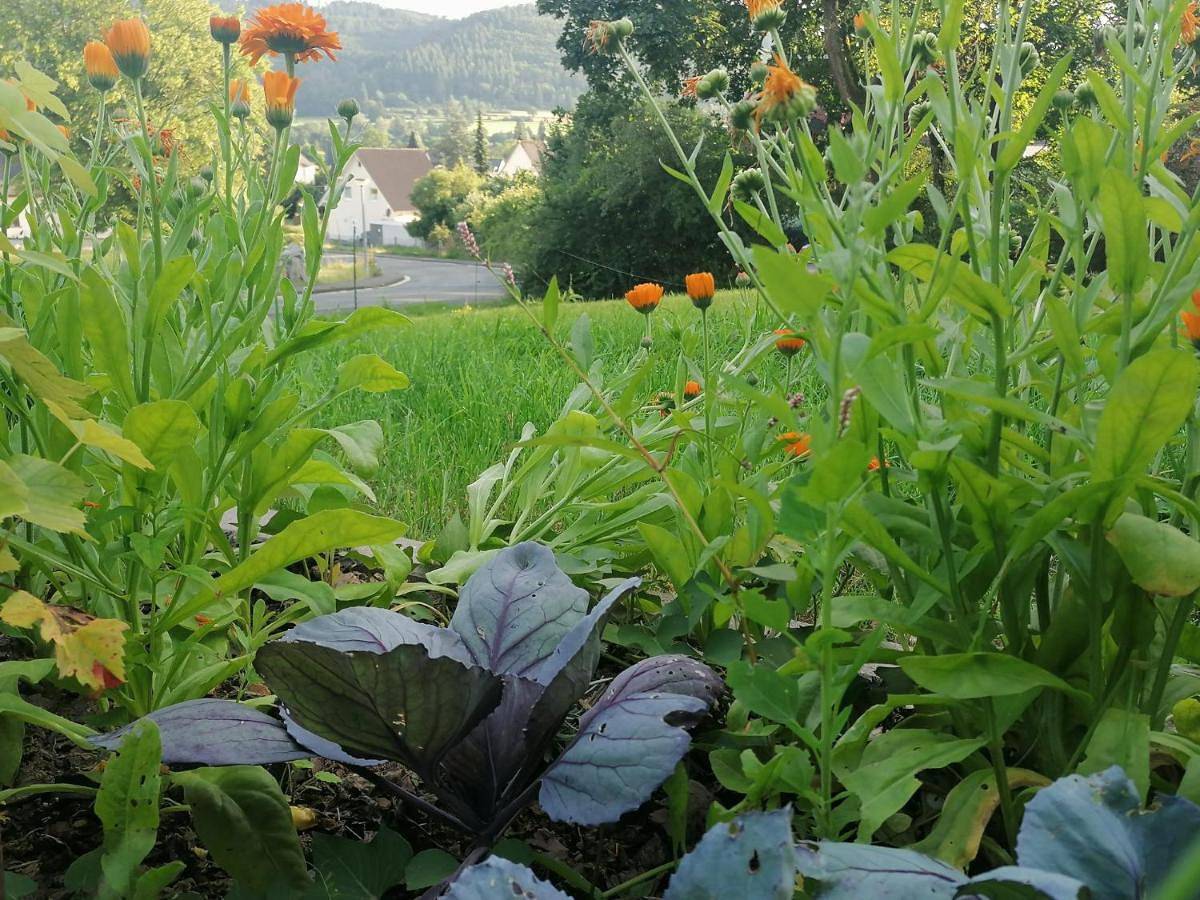 Ganze Wohnung, Villa Hinterland in Biedenkopf, Naturpark Lahn-Dill-Bergland