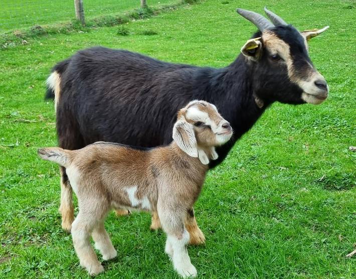 Ferienhaus für 6 Personen, mit Sauna und Terrasse sowie Garten in Nordrhein-Westfalen - 4
