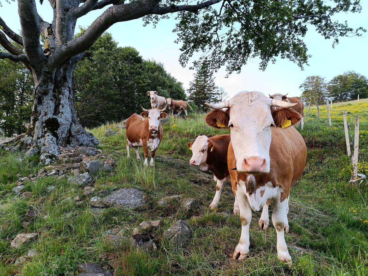 Ganze Wohnung, Haus Sattelgrund - Ferienwohnung Wiesenpanorama in Suedlicher Schwarzwald, Münstertal