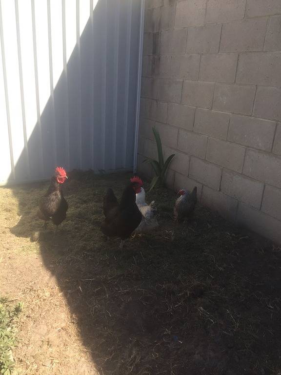 Urlaub auf Hillcrest in Scarness, Hervey Bay