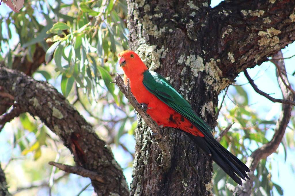 'The Barn' - Landausflug ideal für Paare und Familien - Spielzimmer und Wildtiere in New South Wales