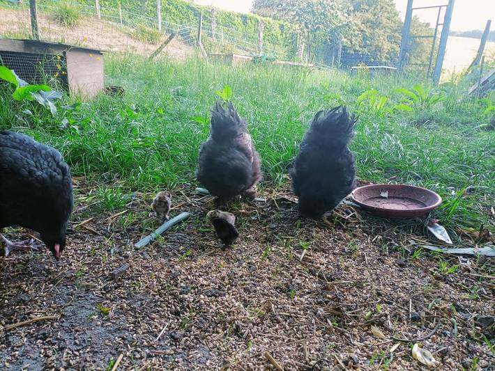 Gîte pour 5 personnes, avec piscine ainsi que jacuzzi et jardin à Tabanac - 3