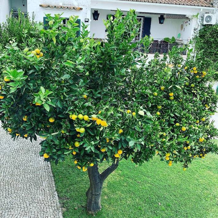 Maison d’hôte pour 2 personnes, avec vue ainsi que piscine et jardin à Évora - 2