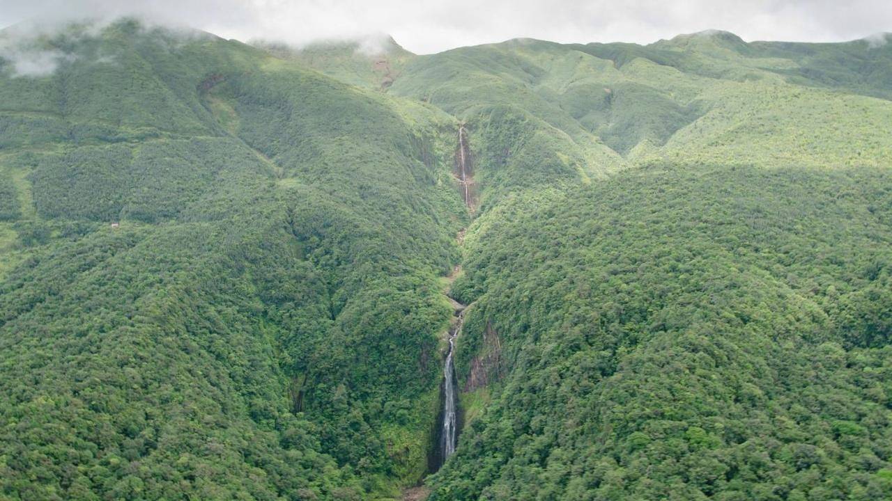 Le "Bwa ' Kao" in Capesterre-Belle-Eau, Guadeloupe
