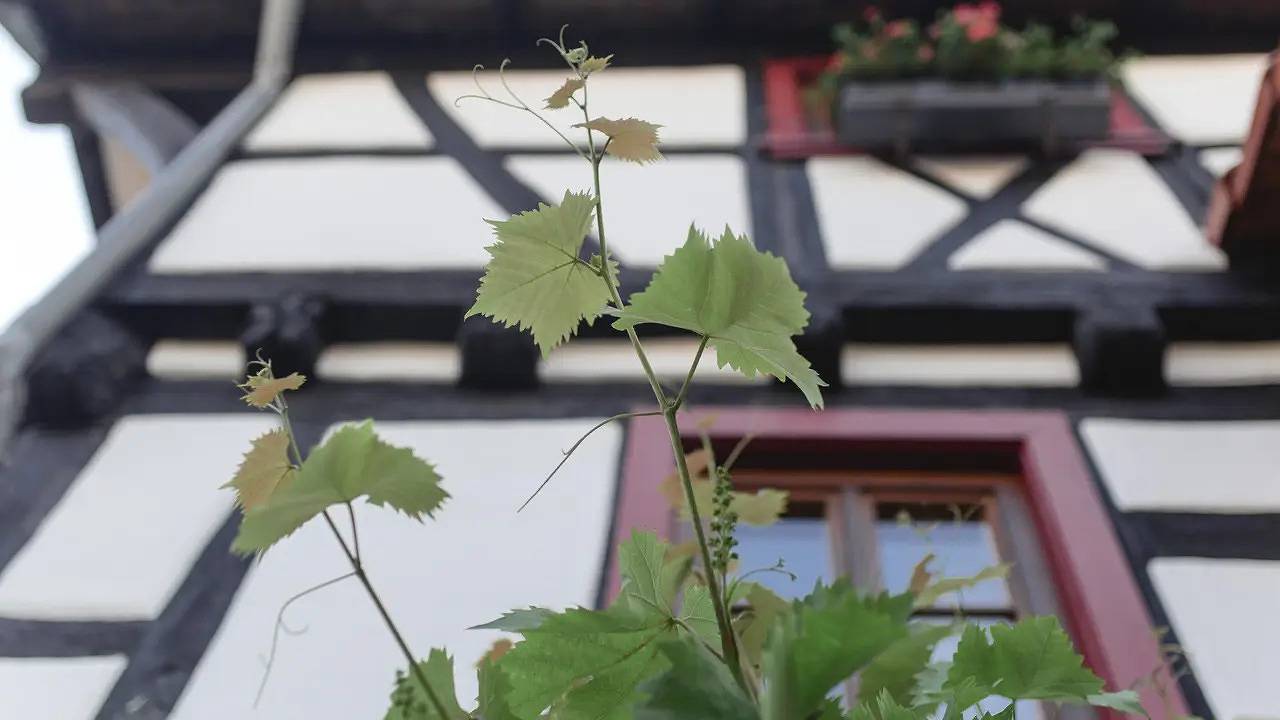 Ganze Ferienwohnung, Ferienwohnung für 6 Personen (80 m²) in Gleiszellen-Gleishorbach in Gleiszellen-Gleishorbach, Südliche Weinstraße