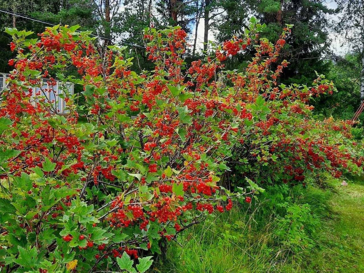 Ferienhaus in Asele, Västerbotten