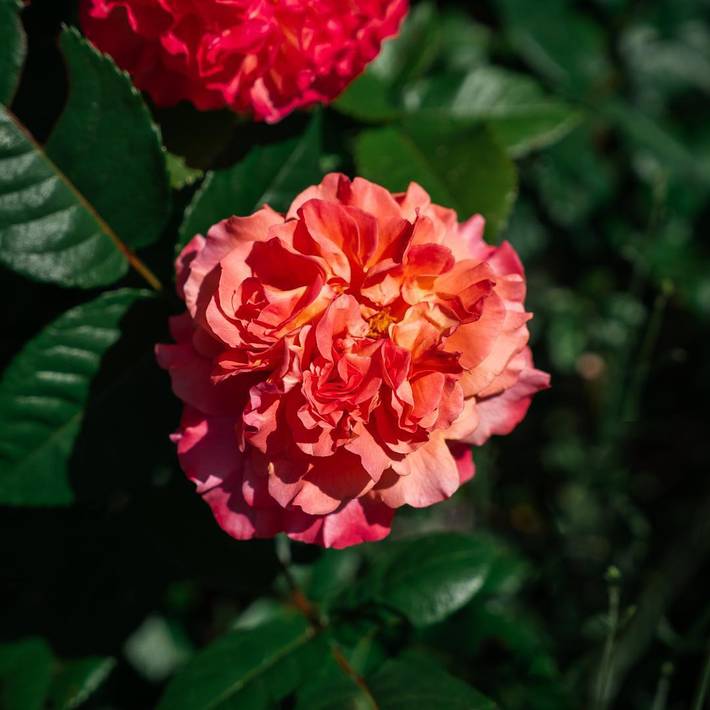 Location de vacances pour 4 personnes, avec jardin à Lusigny-sur-Barse - 2