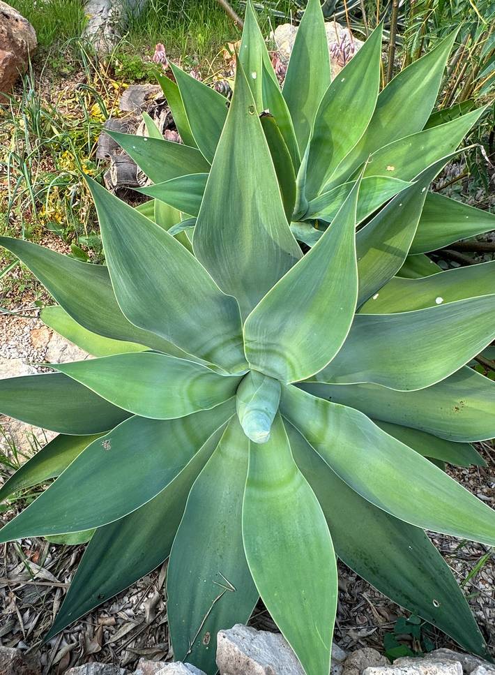 Gîte pour 5 personnes, avec piscine, adapté aux familles dans Alcantarilha - 4