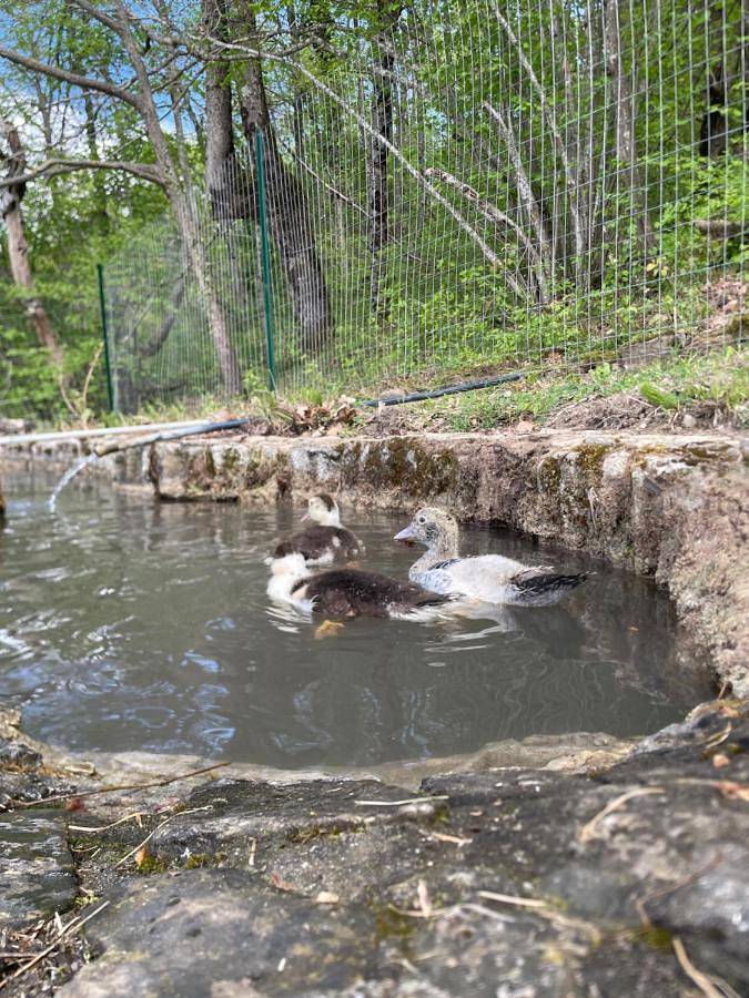 Location de vacances pour 2 personnes, avec vue ainsi que terrasse et jardin, animaux acceptés à Berceto - 4