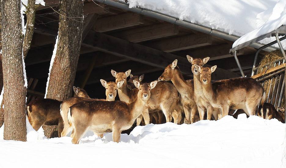 Naturparkhotel Adler - Comfort Einzelzimmer in Wolfach, Mittlerer Schwarzwald