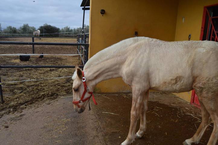 Casa rural para 14 personas, con piscina además de vistas y jardín, Se admiten mascotas en Provincia de Ciudad Real - 2