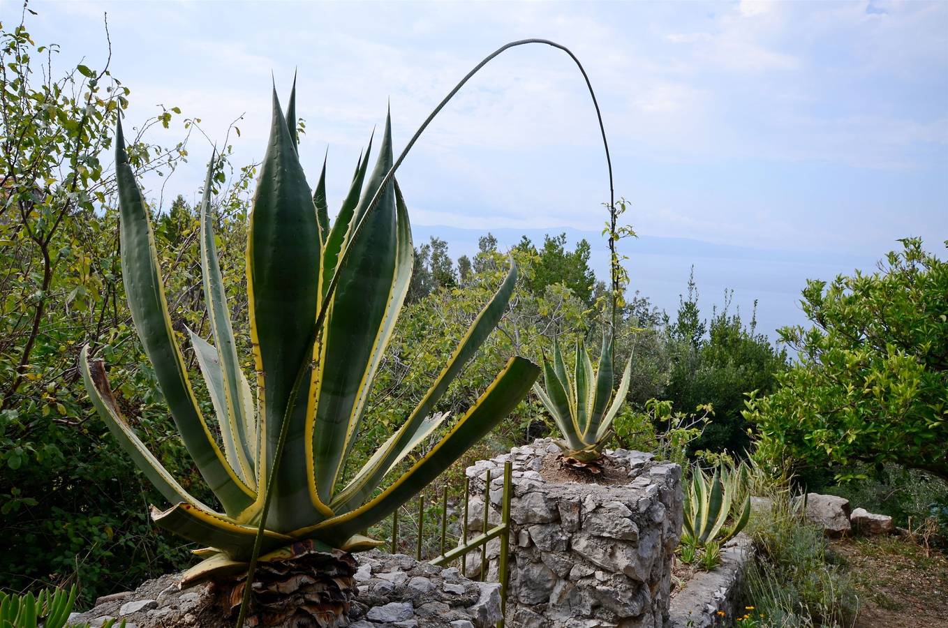 Miroslav in Podgora, Makarska Riviera