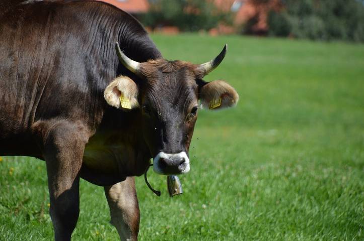 Ferienhaus für 3 Personen, mit Balkon und Garten in Scheidegg - 2
