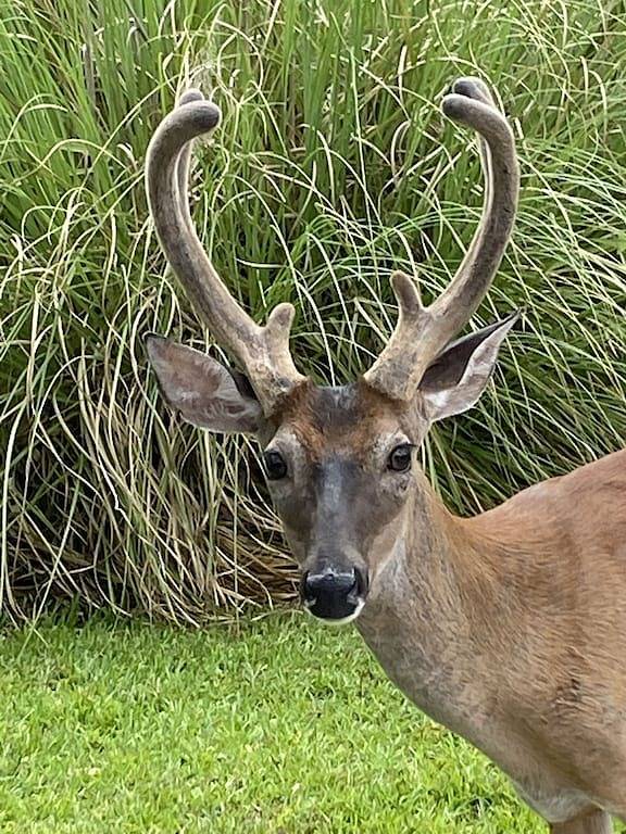 Vacation rental for 7 people, with yard in Fripp Island