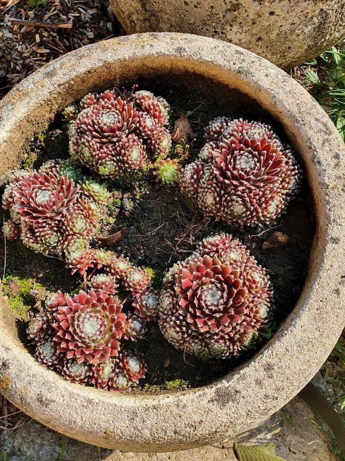Gîte pour 5 personnes, avec vue et jardin, adapté aux familles à Cendrieux - 4
