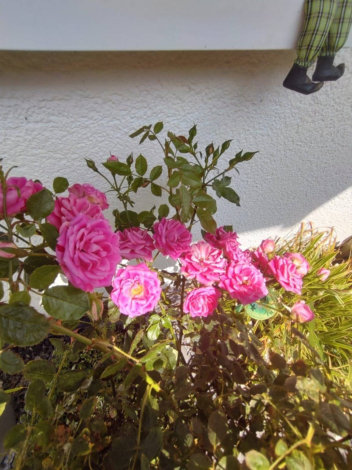 Ganze Ferienwohnung, Ferienwohnung Rosa in Horn-Bad Meinberg, Kreis Lippe