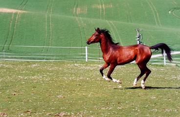 Ferienhaus für 6 Personen in Bogen, Ostbayern, Bild 2