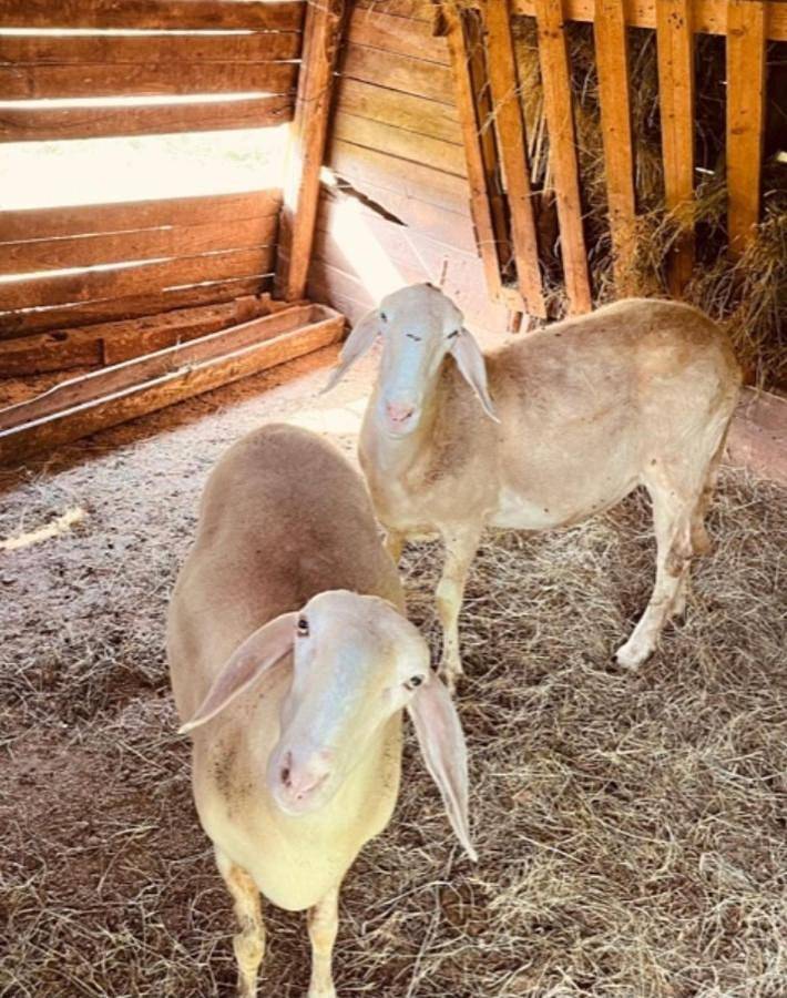 Location de vacances pour 13 personnes, avec vue ainsi que jardin et piscine, animaux acceptés à Barga - 4