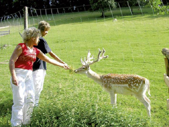 Pension pour 2 personnes, avec jardin et terrasse à Oberharmersbach - 4