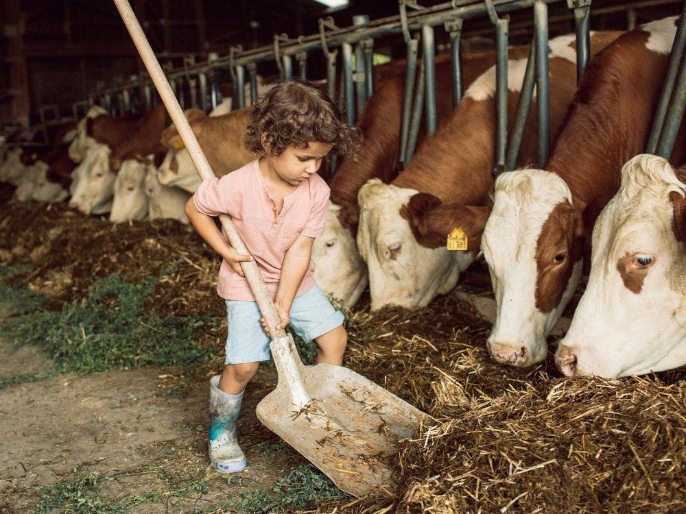 Ferienbauernhof Storchenhäusle - Rose in Simmershofen, Taubertal