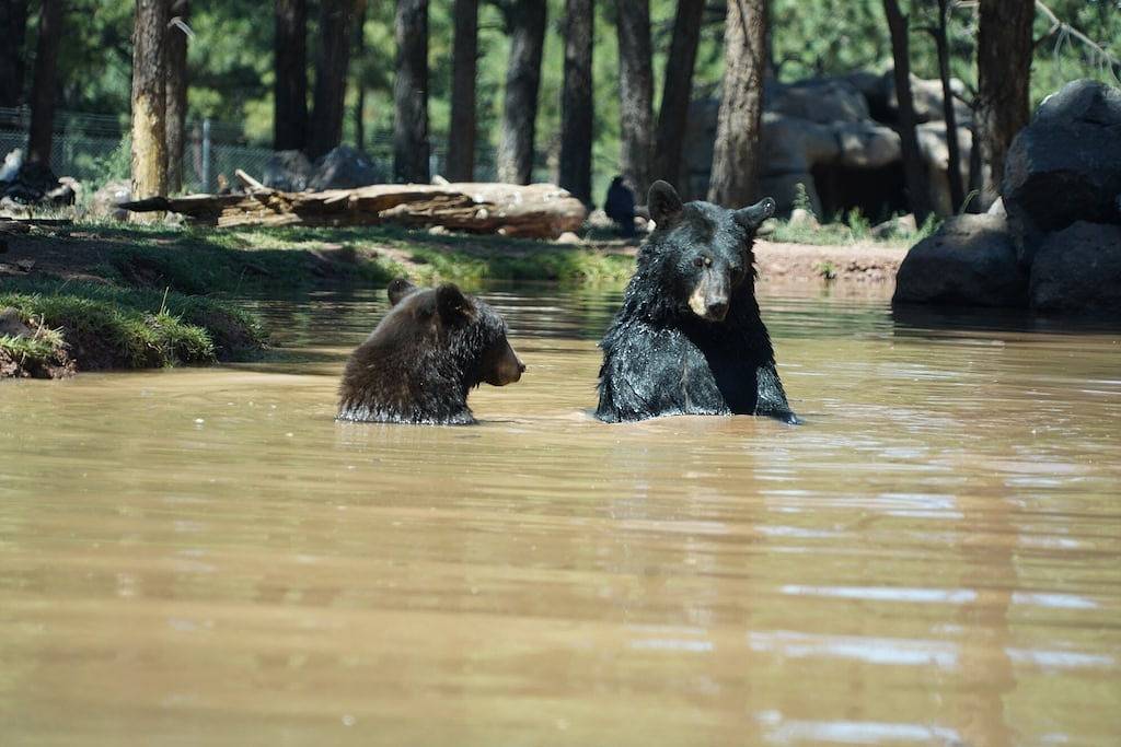 Glamping for 6 Guests in Coconino National Forest, Coconino County