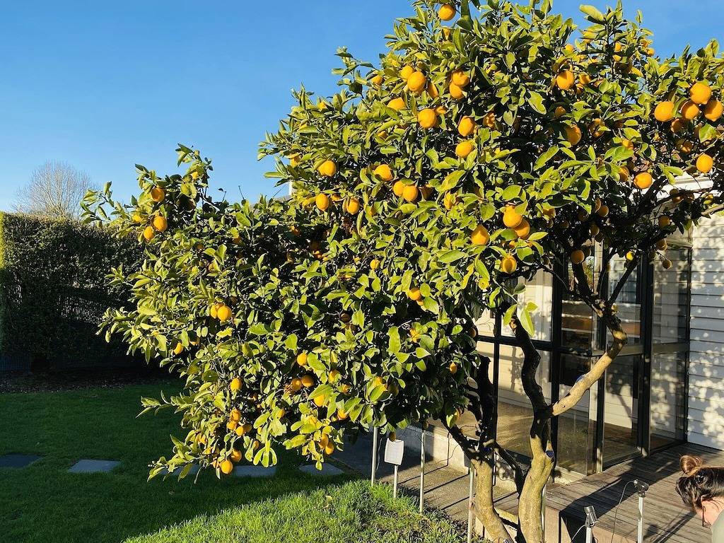 A Taste of Kiwiana close to Event Centres in Christchurch (Neuseeland), Canterbury (NZ)