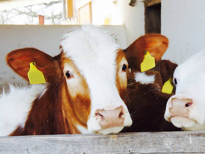 Bauernhof für 3 Personen, mit Garten in Oberbayern - 2