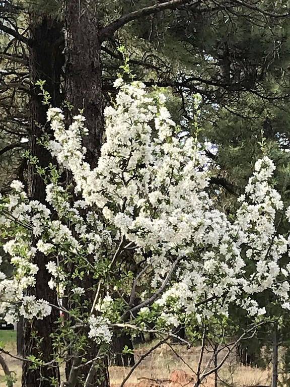 Lodge for 6 people, with pool and yard in San Juan National Forest