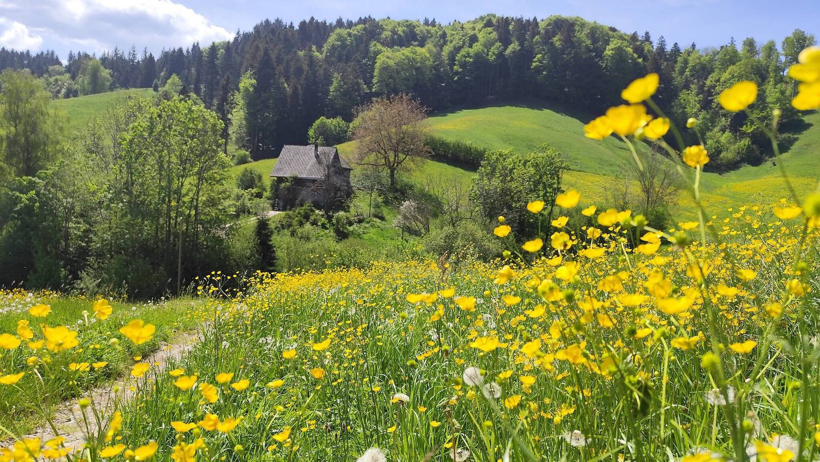 Elefantenhaus am Waldrand, eigenes Quellwasser in Brunnadern, Neckertal