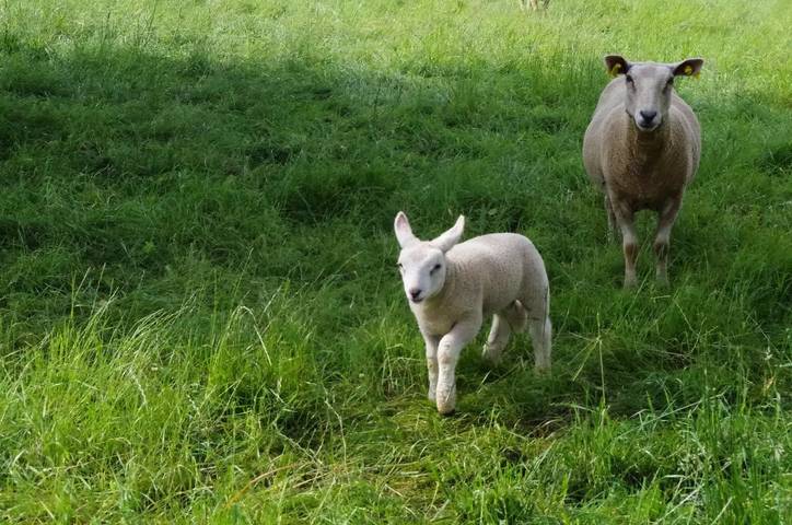 Gîte pour 2 personnes, avec jardin à Saint-Yrieix-la-Perche - 3