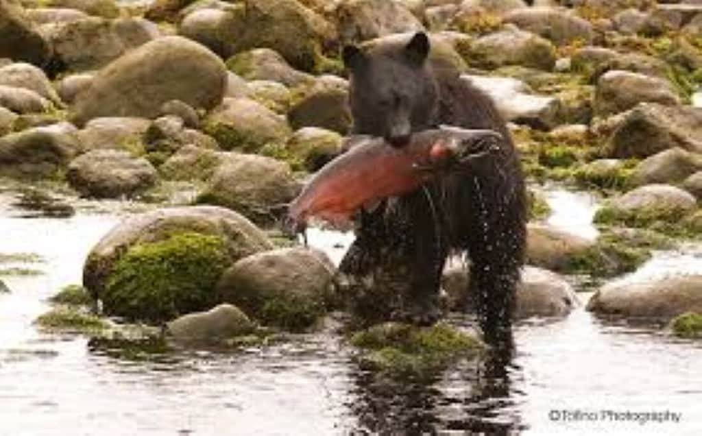 Das Chesterman Beach Paradise liegt nur einen kurzen Spaziergang von unserem Sonnendeck entfernt. Lesen Sie unsere Bewertungen! in Tofino, Alberni-Clayoquot Regional District