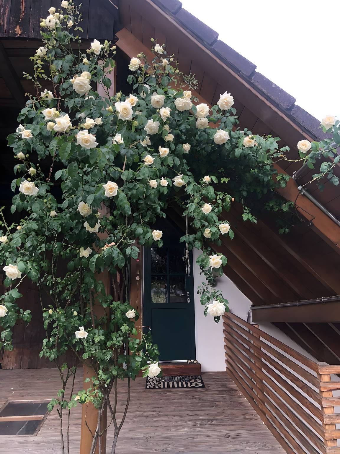 Ganze Wohnung, Apartment 'Schutterzeit' mit privater Terrasse und Wlan in Schuttertal, Hochschwarzwald