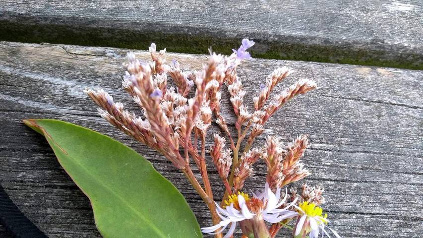 Ferienhaus für 9 Personen, mit Whirlpool und Terrasse sowie Sauna auf Læsø - 2