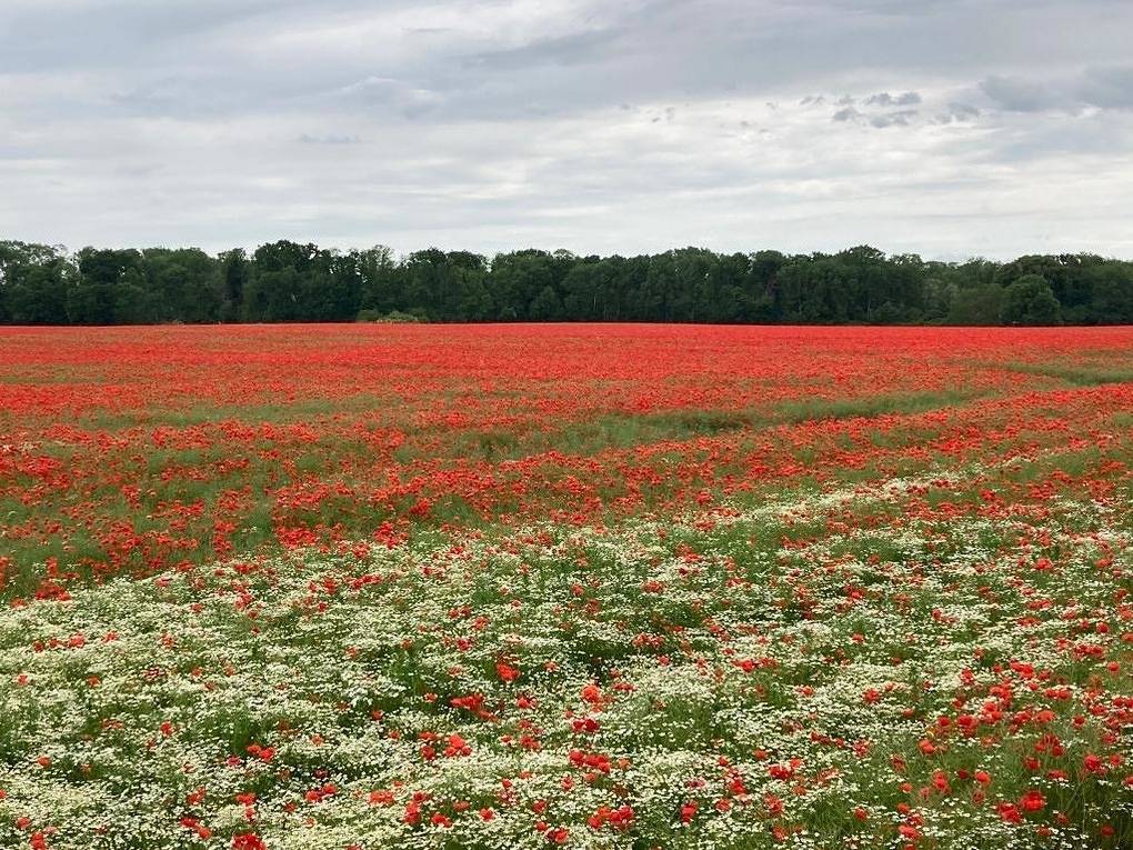 Ferienhaushälfte Jabelscher See in Jabel, Mecklenburgische Seenplatte