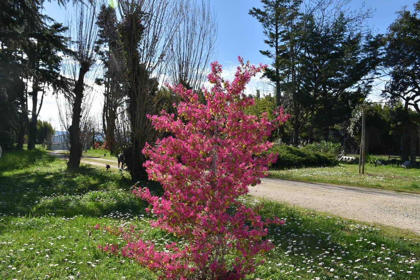 L'Aubier du Tilleul - Figuier in Chanos-Curson, Région de Valence