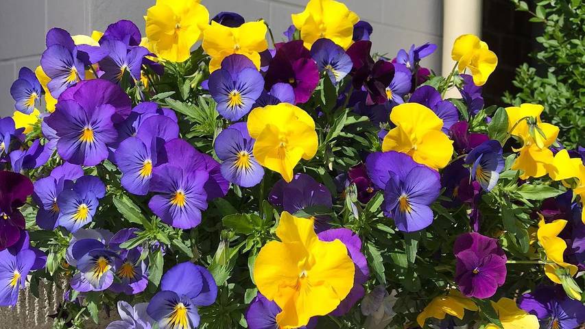 Ferienhaus für 6 Personen, mit Garten in Morbach - 3