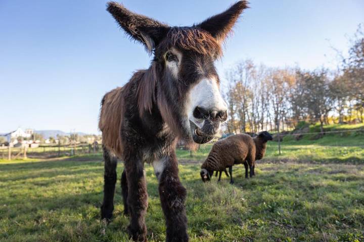 Maison de campagne pour 4 personnes, avec vue et vue sur le lac ainsi que jardin et piscine, animaux acceptés à Seia - 2